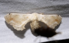 Bombycidae