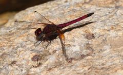 Trithemis selika
