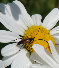 Stenurella melanura