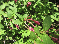 Weigela florida