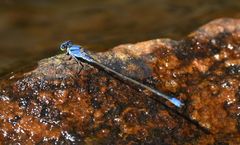 Pseudagrion seyrigi