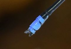 Pseudagrion seyrigi