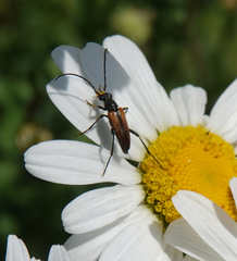 Stenurella melanura