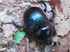 Phelotrupes