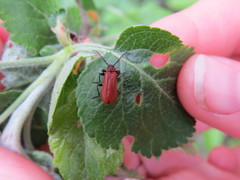 Schizotus pectinicornis