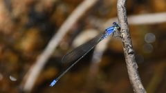 Pseudagrion seyrigi