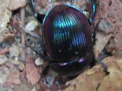 Phelotrupes