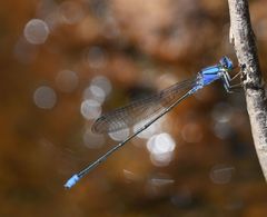 Pseudagrion seyrigi