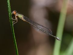 Pseudagrion