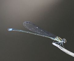 Pseudagrion
