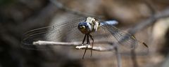 Orthetrum