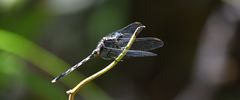 Orthetrum
