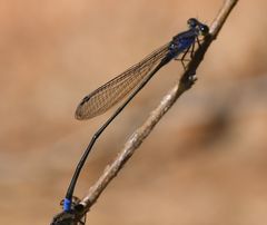 Pseudagrion