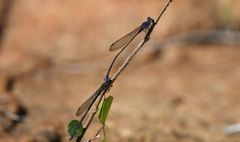 Pseudagrion