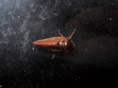 Eoscarta assimilis