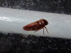 Eoscarta assimilis