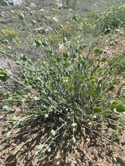 Silene chlorifolia