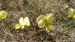 Viola oreades
