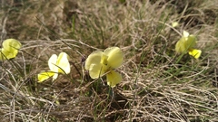 Viola oreades