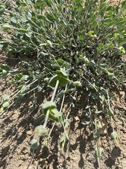 Silene chlorifolia
