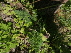 Selinum