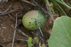 Cucumis melo agrestis