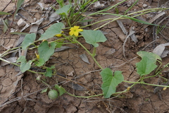 Cucumis melo agrestis