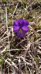 Viola oreades