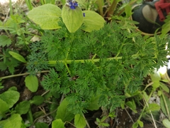 Selinum
