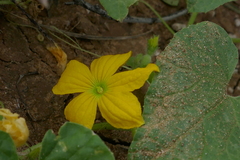 Cucumis melo agrestis