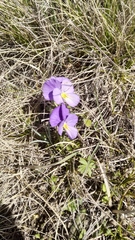 Viola oreades
