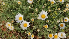Anthemis rascheyana