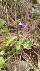 Viola oreades