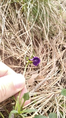 Viola oreades