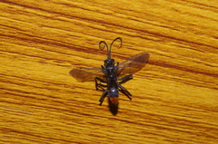 Tachypompilus analis