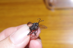 Tachypompilus analis