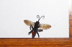 Tachypompilus analis