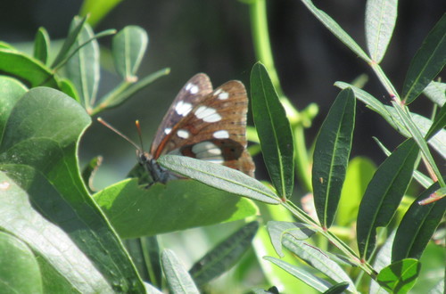 Plavi admiral (Limenitis reducta)