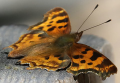 Polygonia satyrus