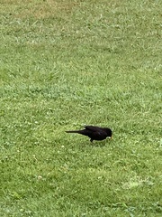 Turdus merula