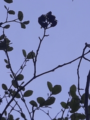 Taphrina robinsoniana