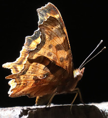 Polygonia satyrus