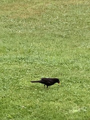 Turdus merula
