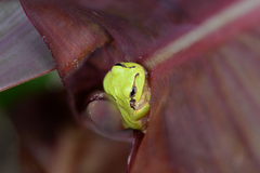 Hyla japonica