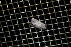 Spodoptera pecten