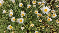 Anthemis rascheyana