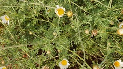 Anthemis rascheyana