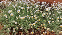 Anthemis rascheyana