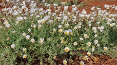 Anthemis rascheyana