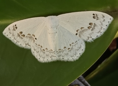 Teldenia specca